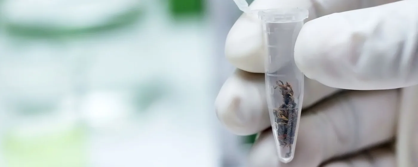 Vzorka sušenej konopy v laboratórnej skúmavke pred testom kanabinoidov